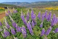 Broad-Leaf Lupine in Springtime