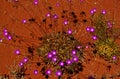 Broad-Leaf Parakeelya flowers in the Australian Desert Royalty Free Stock Photo