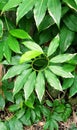 Broad leaf plant Spiraling