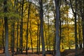 Broad leaf trees forest at autumn / fall sunlight Royalty Free Stock Photo