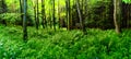 Broad leaf trees forest on summer day