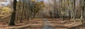 Broad leaf trees forest/woodland with gravel road at autumn afternoon daylight Royalty Free Stock Photo