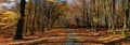 Broad leaf trees forest/woodland with gravel road at autumn afternoon daylight