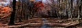 Broad leaf trees forest/woodland with gravel road at autumn afternoon daylight Royalty Free Stock Photo