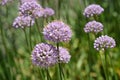 Broad-leaved chives