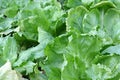 Broad-leaved Endive Salad leaves Royalty Free Stock Photo