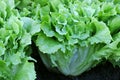 Broad-leaved Endive Salad leaves