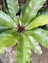 This broad-leaved flower is often found in forests