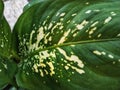 This broad-leaved flower is still in the same family as taro leaves with white spots