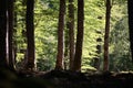 Broad-leaved forest dark and bright Royalty Free Stock Photo