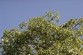 Broad Leaved Forest Tree with blue sky in the background Royalty Free Stock Photo