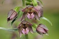 Broad-leaved Helleborine