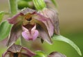 Broad-leaved Helleborine - Epipactis helleborine