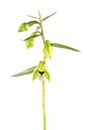 Broad-leaved helleborine or Epipactis helleborine flower isolated on white background. Wild Orchid Royalty Free Stock Photo