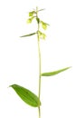 Broad-leaved helleborine or Epipactis helleborine flower isolated on white background Royalty Free Stock Photo