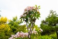 Broad-leaved Kalmia latifolia berglorbeer, HeatherEricaceae family, pink flowers.