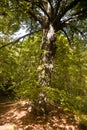 Broad leaved lime tree