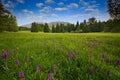 Broad-leaved Marsh Orchid. Krkonose mountain, flowered meadow in the spring, forest hills, misty morning with fog and beautiful