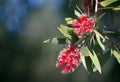 Broad-leaved Paperbark flowers, Melaleuca viridiflora Royalty Free Stock Photo