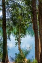 Broad-leaved paperbark tree Melaleuca quinquenervia overhanging blue green lake, framed by tree trunks, vertical - Davie, Florida, Royalty Free Stock Photo