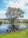 Broad-leaved Paperbark Tree Royalty Free Stock Photo