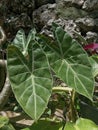 A broad-leaved plant planted in a pot in the garden