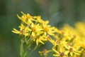 Broad-leaved ragwort, Senecio sarracenicus, golden-yellow flower