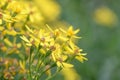 Broad-leaved ragwort, Senecio sarracenicus, golden-yellow flowering plants