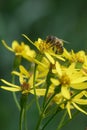 Broad-leaved ragwort, Senecio sarracenicus, golden-yellow flowers with honeybee