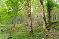 Broad-leaved ravine forest Royalty Free Stock Photo