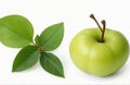 Broad-Leaved Star Apple, herbal medicine isolated on a white background