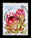 Broad-leaved sugarbush (Protea eximia), Sugarbushes serie, circa 1977