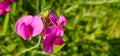 Broad-leaved sweet pea (Lathyrus latifolius) - perennial peavine