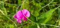 Broad-leaved sweet pea (Lathyrus latifolius) - perennial peavine