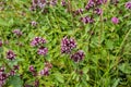 Lemon thyme, Thymus pulegioides growing in wildness Royalty Free Stock Photo