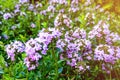 Broad-leaved thyme, lemon thyme. Thymus pulegioides. Nature Royalty Free Stock Photo
