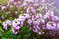 Broad-leaved thyme, lemon thyme. Thymus pulegioides. Nature Royalty Free Stock Photo