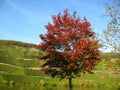 Broad-leaved tree in autumn