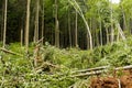 broad-leaved trees after wind storm strike. Forest blowdown. Windfall in spring. Fresh live trees fallen and broken by Royalty Free Stock Photo