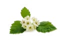 Broad-leaved Whitebeam Royalty Free Stock Photo