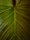 Broad leaves that are old enough to live. Royalty Free Stock Photo