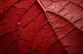 Broad Macro leaf red. Generate Ai Royalty Free Stock Photo