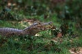 Broad Nosed Caiman, caiman latirostris, Adult standing on Grass, Pantanl in Brazil