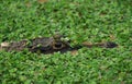 Broad Nosed Caiman, caiman latirostris, Adult standing in Swamp, Pantanl in Brazil