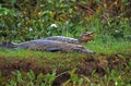 BROAD NOSED CAIMAN caiman latirostris, PANTANAL IN BRAZIL