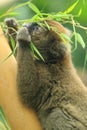 Broad-nosed gentle lemur