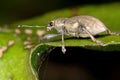 Broad-nosed Weevil