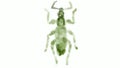 Broad-nosed weevil Drawing Time Lapse 2D Animation