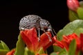 Broad-nosed Weevil on a red flower