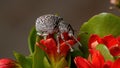 Broad-nosed Weevil on a red flower